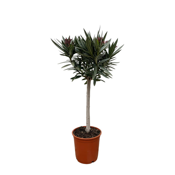 Oleander op stam - Nerium oleander - roze - Ø22cm - ↕90cm