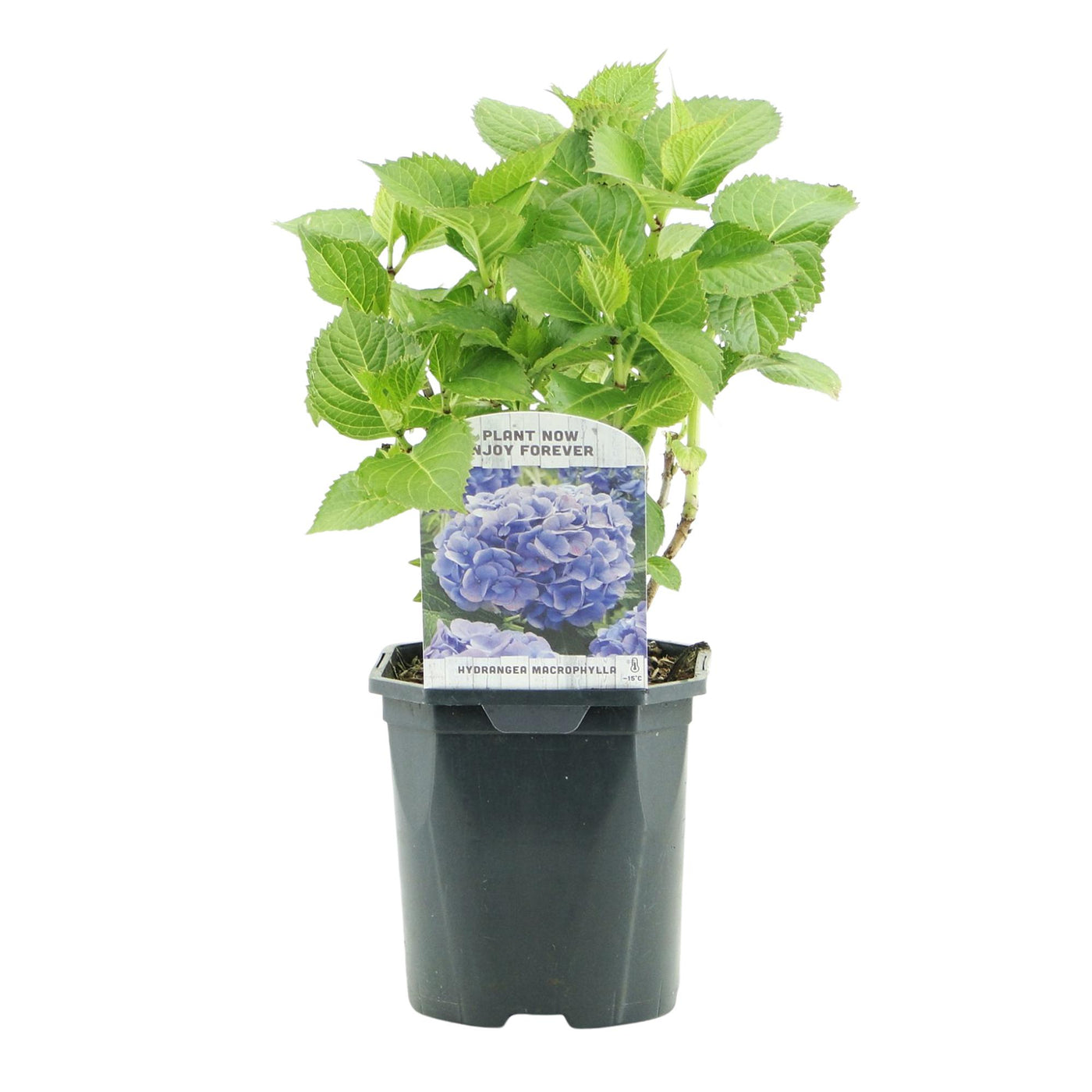 Hortensia - Hydrangea macrophylla Blue - blauw - Ø17cm - ↕30cm
