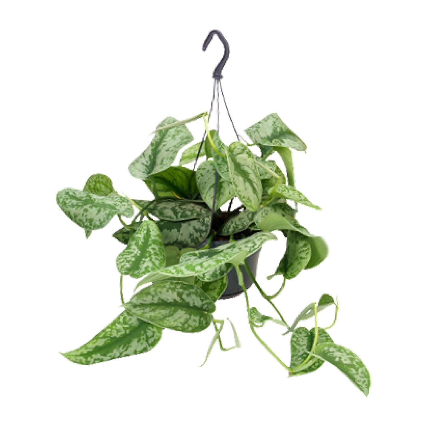 Satijnpothos - Scindapsus pictus 'Trebie' - Ø15cm - ↕25cm