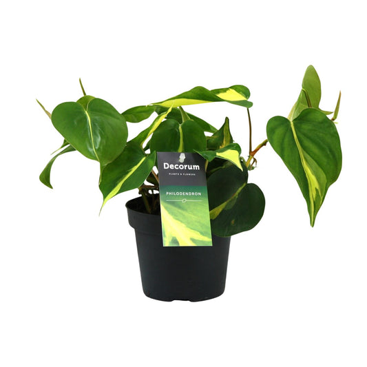 Philodendron Brasil Scandens - Ø12cm - ↕20cm