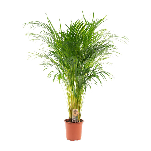 Arecapalm - Areca palm - Ø21cm - ↕100cm