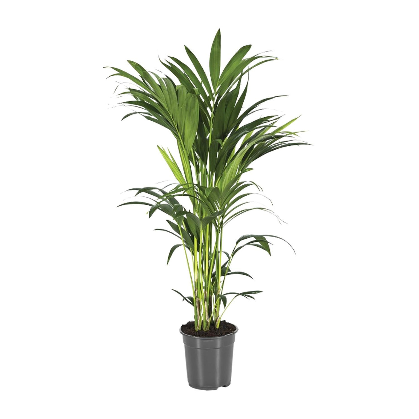 Kentiapalm - Howea forsteriana - Ø21cm - ↕100cm