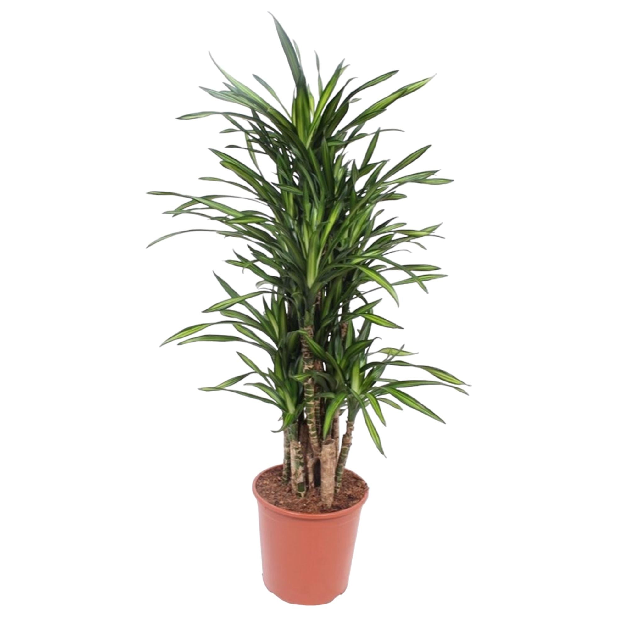 Drakenbloedboom - Dracaena Riki - Ø30cm - ↕140cm