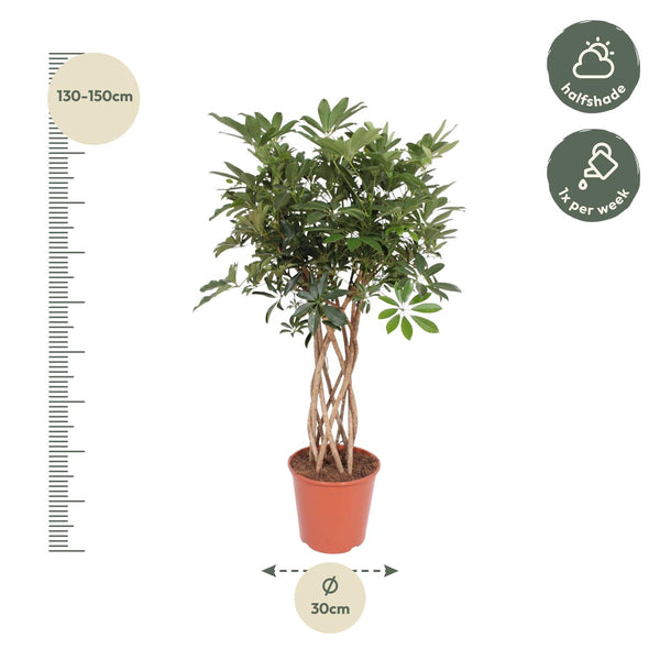 Vingerboom - Schefflera Arboricola Compacta gevlochten stam - Ø30cm - ↕130cm