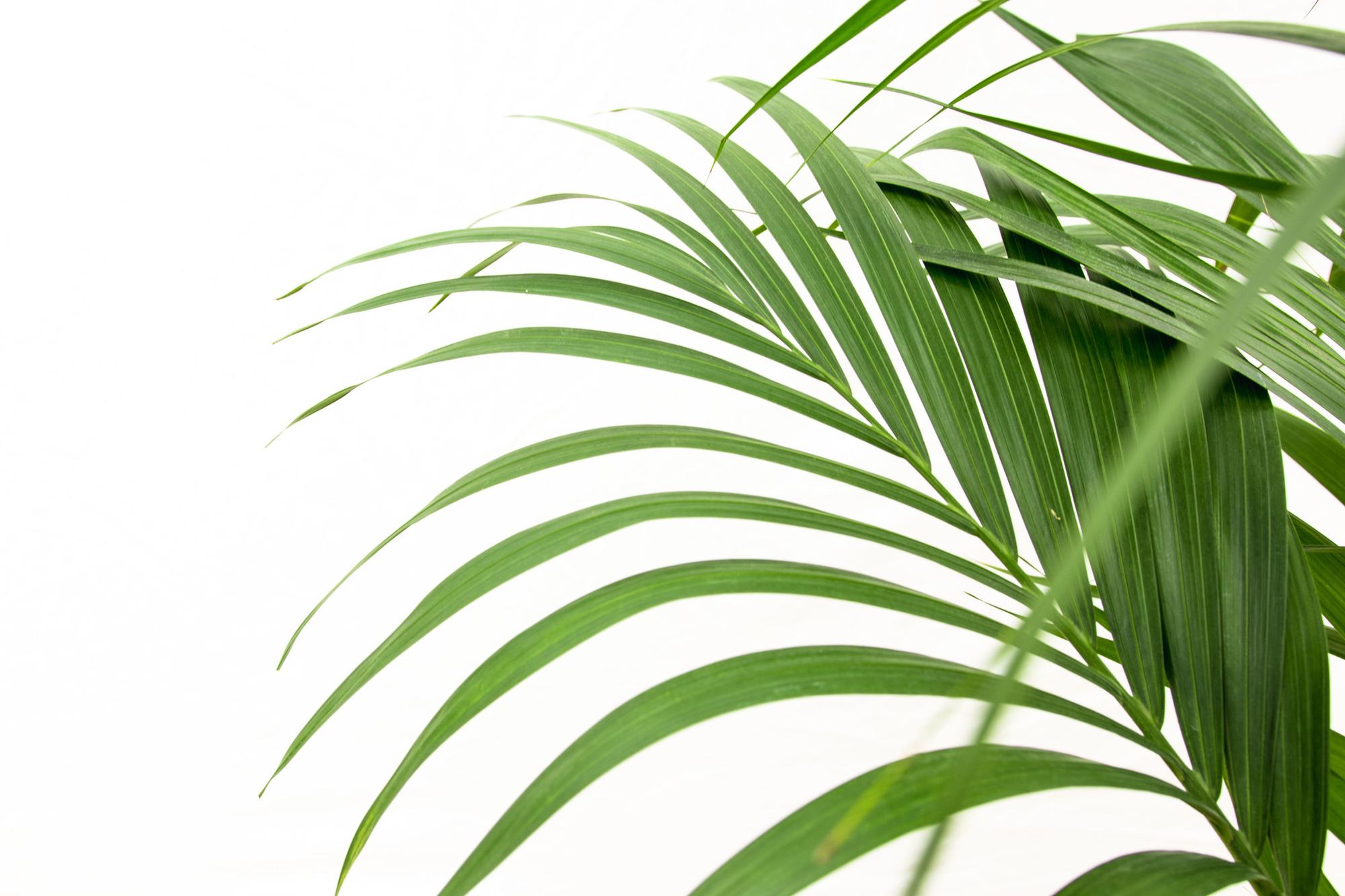 Kentiapalm - Kentia palm - Ø24cm - ↕160cm