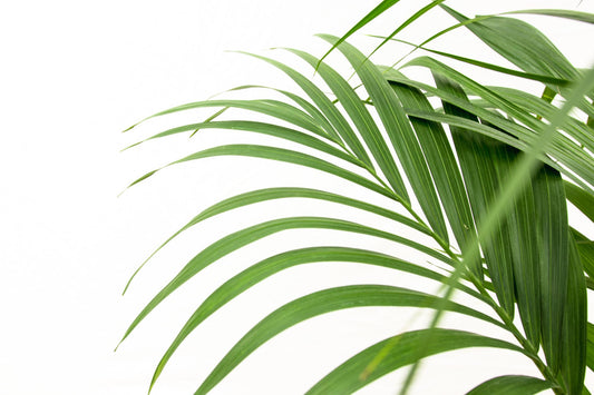 Kentiapalm - Kentia palm - Ø24cm - ↕160cm