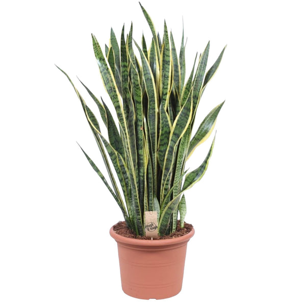 Vrouwentong - Sansevieria Laurentii - ↕100cm