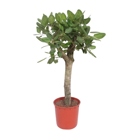 Bengaalse Vijg - Ficus benghalensis - Ø30cm - ↕150cm