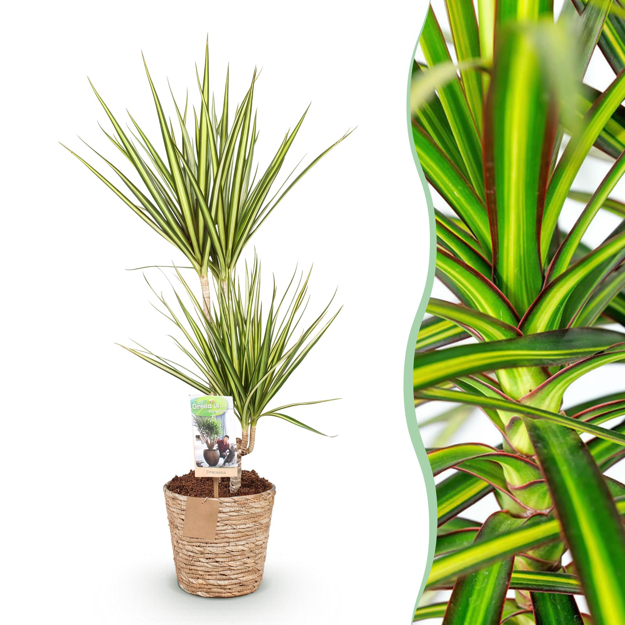 Drakenbloedboom - Dracaena Sunray - Ø17cm - ↕70-75cm