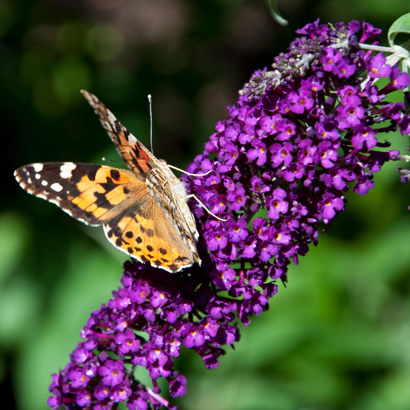Vlinderstruik - Buddleja davidii 'Black Knight' - donkerpaars - Ø17cm - ↕45cm