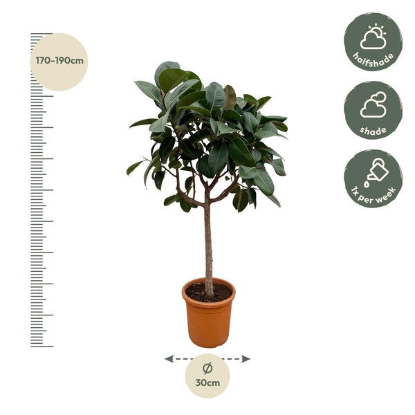 Rubberboom - Ficus elastica Robusta - Ø35cm - ↕190cm
