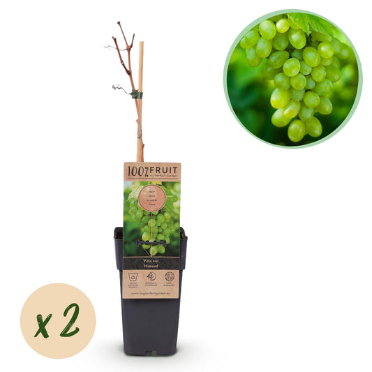 Druif - Vitis vinifera Himrod - Ø15cm - ↕50cm