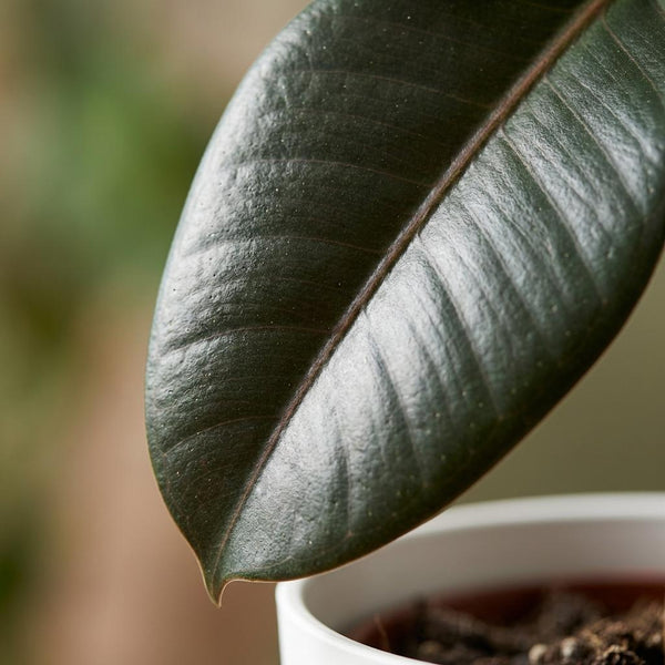 Rubberplant - Ficus elastica Cloe - Ø19cm - ↕65cm
