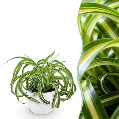 Krullende graslelie - Chlorophytum comosum 'Bonnie' - incl. sierpot wit - Ø12cm - ↕20cm