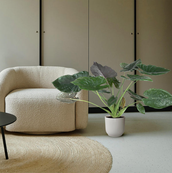 Olifantsoor - Alocasia Wentii - Ø32cm - ↕120cm