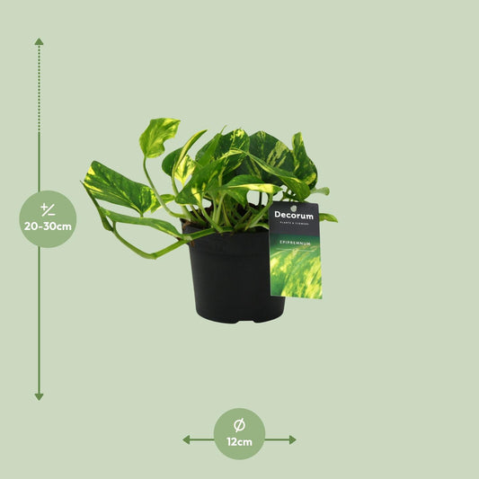 Pothos - Epipremnum aureum 'N'Joy' - Ø12cm - ↕25cm