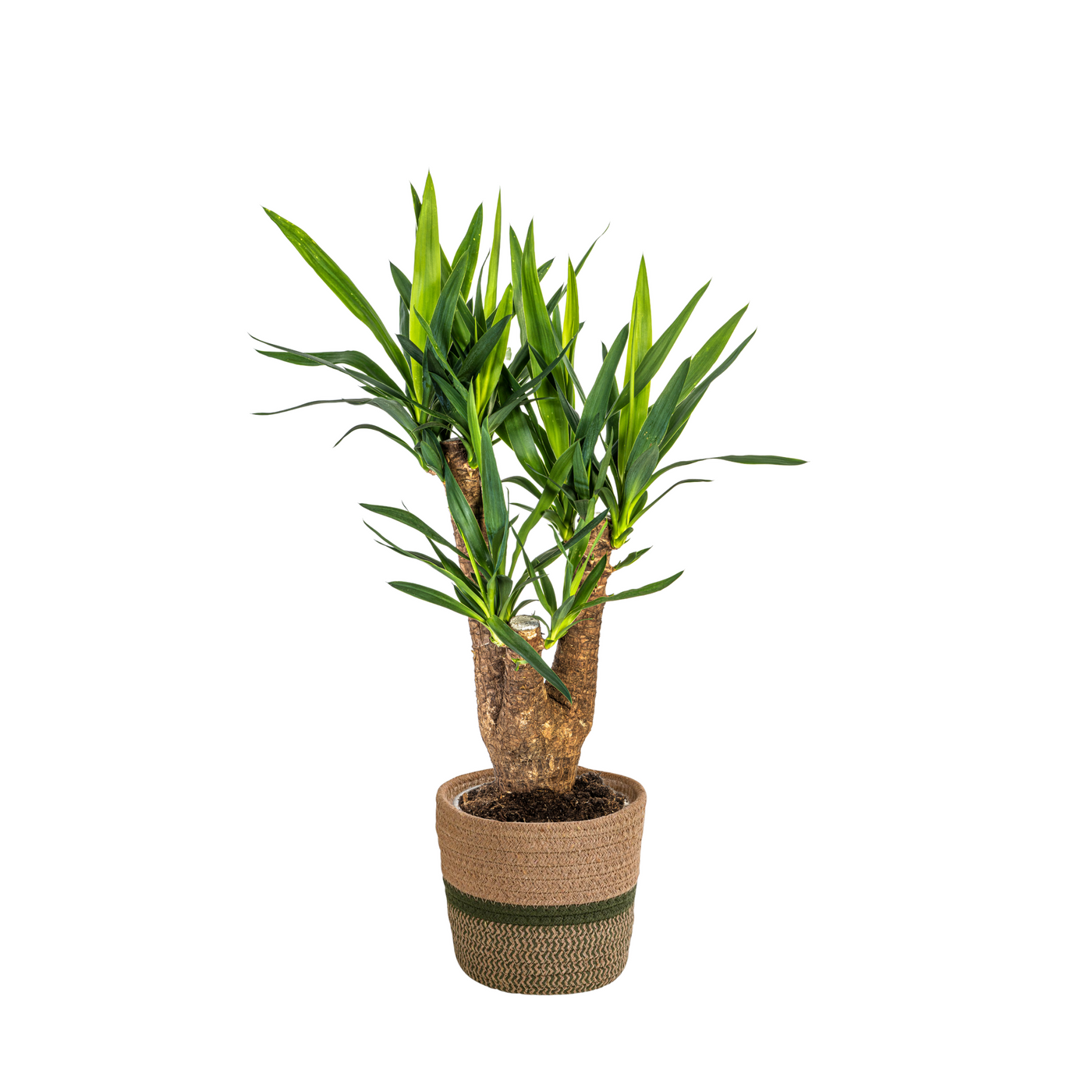 Palmlelie - Yucca elephantipes - incl. mand - Ø21cm - ↕65cm