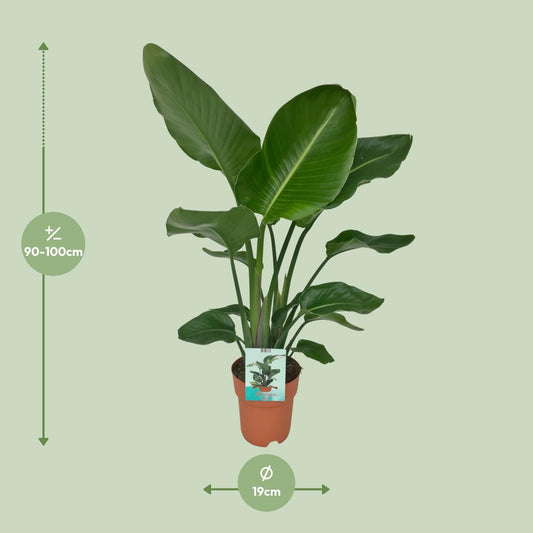 Witte paradijsvogelplant - Strelitzia nicolai - Ø19cm - ↕90cm