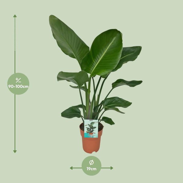 Witte paradijsvogelplant - Strelitzia nicolai - Ø19cm - ↕90cm