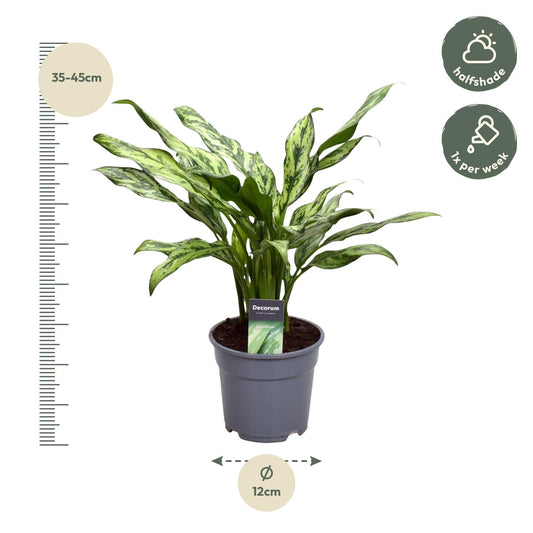 Aglaonema Juliette - Ø12cm - ↕40cm
