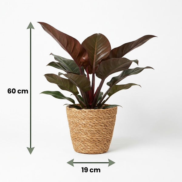 Philodendron Imperial Red - Rood - Ø19cm - ↕60cm