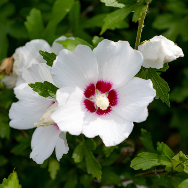 Hibiscus - Hibiscus syriacus 'Red Heart' - wit met rood hart - Ø17cm - ↕45cm