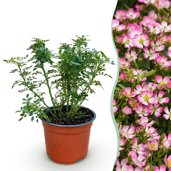 Roos - Rosa Cutie Pie - roze - Ø12cm - ↕20-25cm