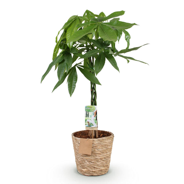 Geldboom - Pachira aquatica gevlochten stam - Ø21cm - ↕80-90cm