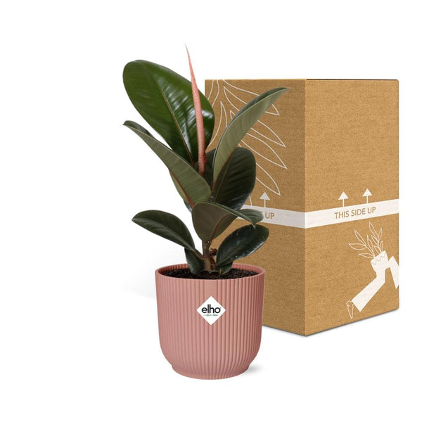 Rubberboom - Ficus elastica ‘Robusta’ - incl. Elho Vibes Fold Roze - ↕14cm