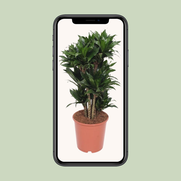 Drakenbloedboom - Dracaena Compacta - Ø24cm - ↕80cm