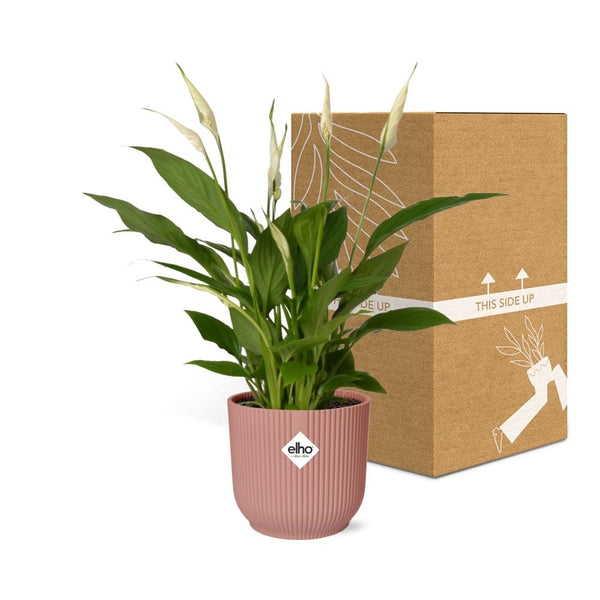 Lepelbloem - Spathiphyllum Torelli - incl. Elho Vibes Fold Roze - ↕14cm