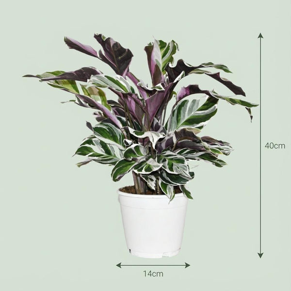 Calathea Fushion White - Ø14cm - ↕35-40cm