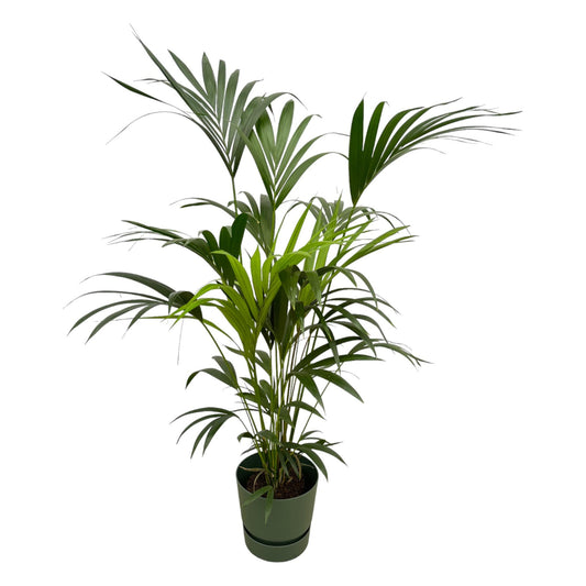 Kentiapalm - Kentia palm - incl. Elho Greenville Round groen - Ø30cm - ↕160cm