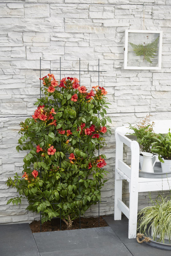 2x Trompetklimmer - Campsis Summer Jazz 'Fire Trumpet' - Ø15cm - ↕65cm