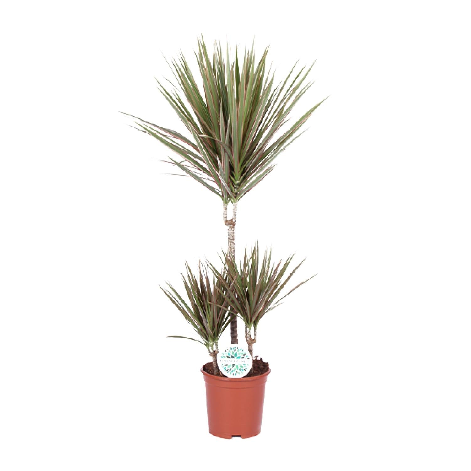 Drakenbloedboom - Dracaena Bicolor - Ø21cm - ↕95cm