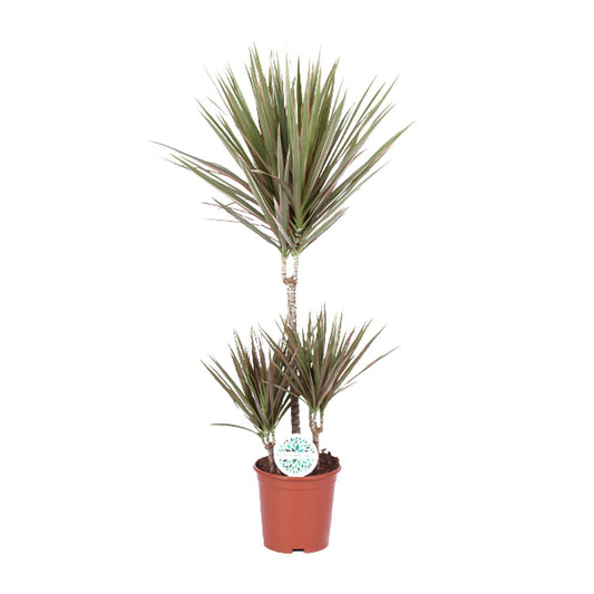 Drakenbloedboom - Dracaena Bicolor - Ø21cm - ↕95cm