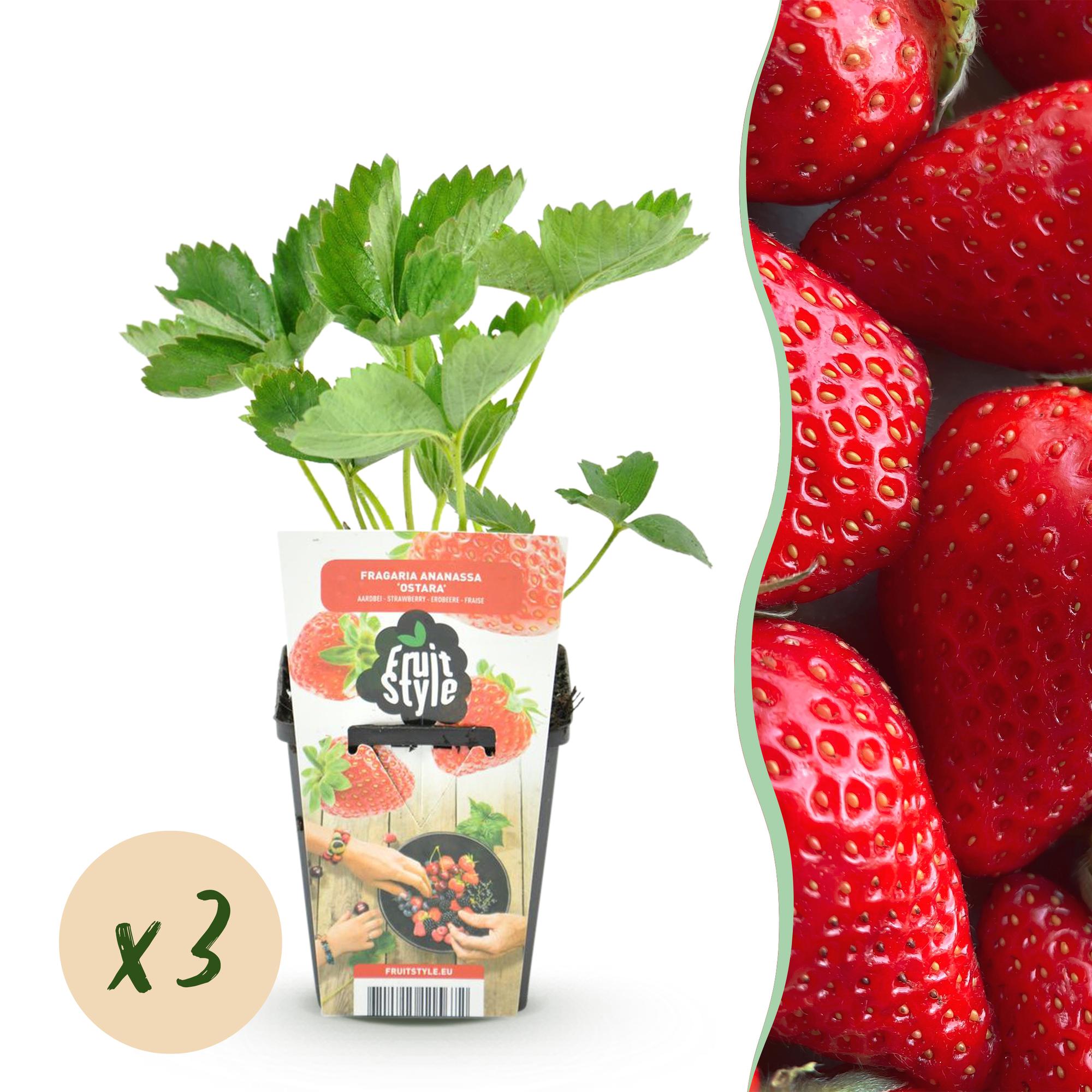 Aardbei - Fragaria Maxim - Ø9cm