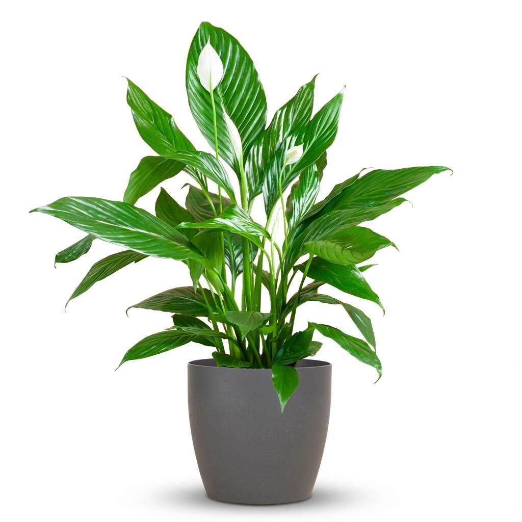 Lepelbloem - Spathiphyllum - incl. Pot - Grijs - Ø21cm - ↕80cm