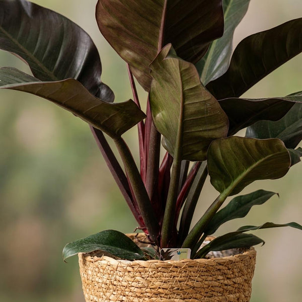 Philodendron Imperial Red - Rood - Ø19cm - ↕60cm