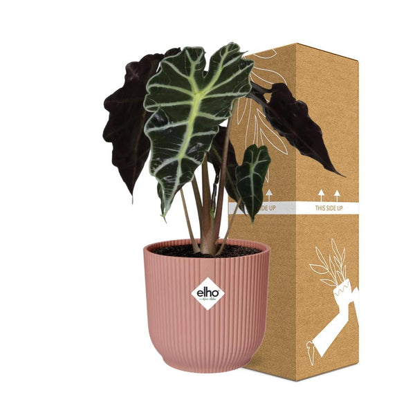 Olifantsoor - Alocasia ‘Polly’ - incl. Elho Vibes Fold Roze - ↕14cm