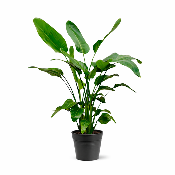 Witte paradijsvogelplant - Strelitzia nicolai - Ø24cm - ↕150cm