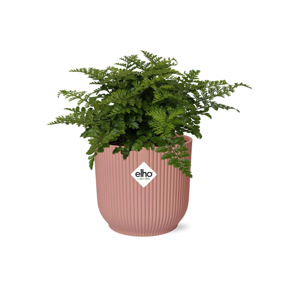 Tongvaren - Asplenium Parvati - incl. Elho Vibes Fold Roze - ↕14cm
