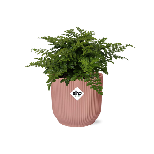 Tongvaren - Asplenium Parvati - incl. Elho Vibes Fold Roze - ↕14cm
