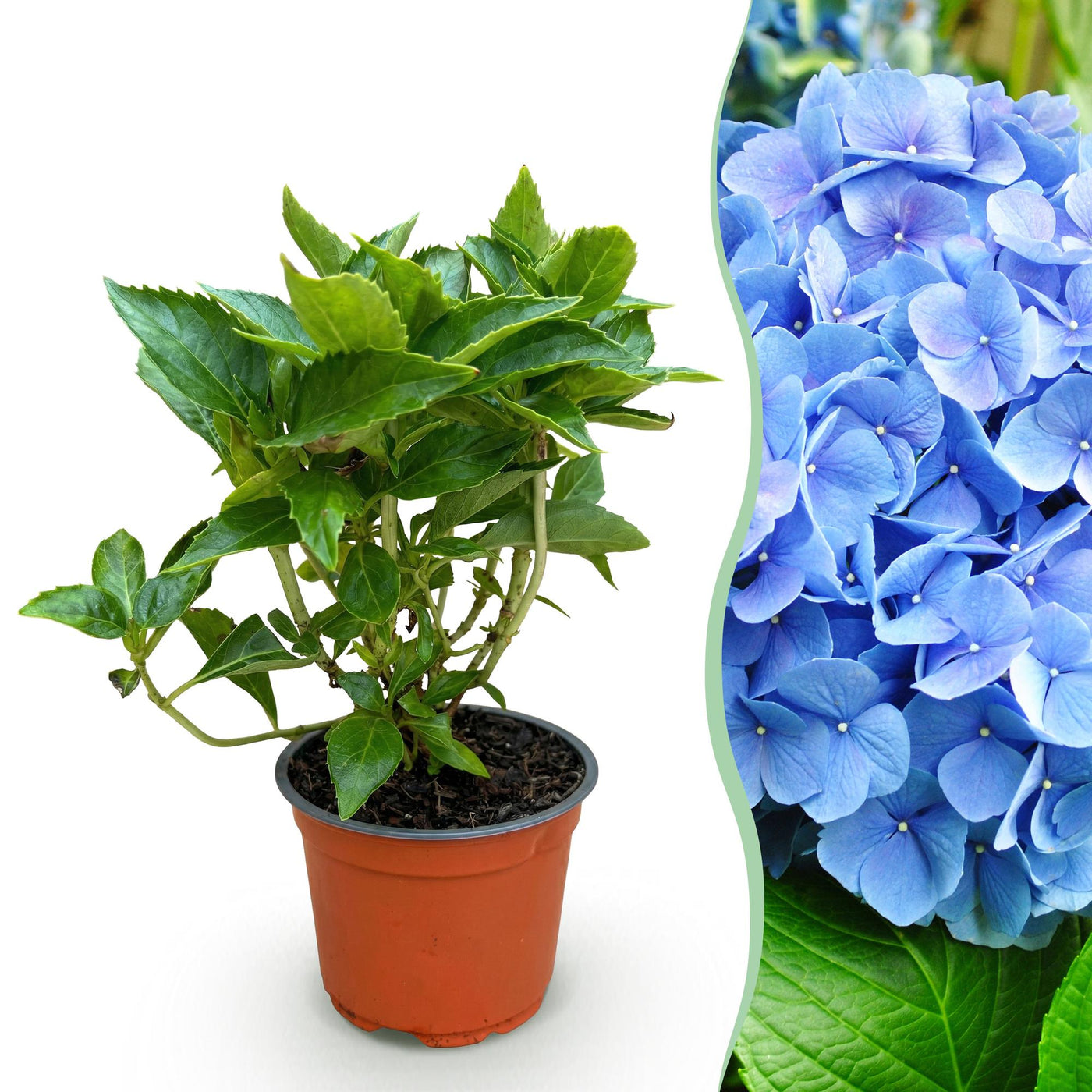 Hortensia - Hydrangea macrophylla Blauw - blauw - Ø12cm - ↕20-30cm