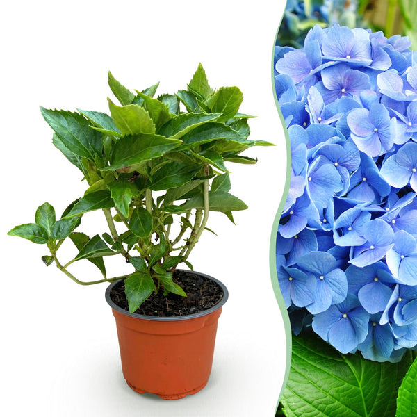 Hortensia - Hydrangea macrophylla Blauw - blauw - Ø12cm - ↕20-30cm