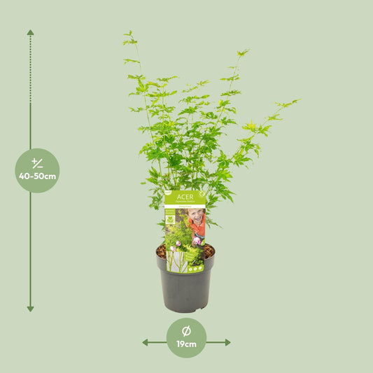 Japanse Esdoorn - Acer palmatum Going Green - Ø19cm - ↕50cm