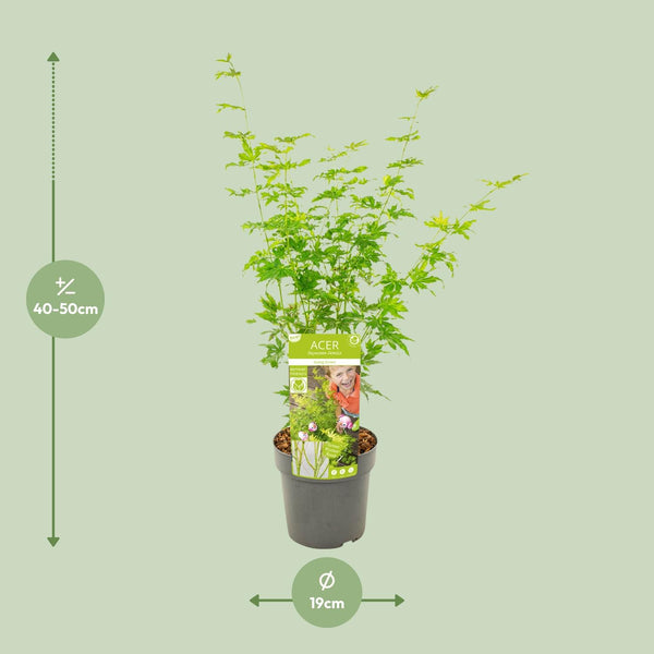 Japanse Esdoorn - Acer palmatum Going Green - Ø19cm - ↕50cm