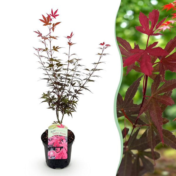 Japanse Esdoorn - Acer palmatum Skeetsers Broom - Paars - Ø19cm - ↕70cm