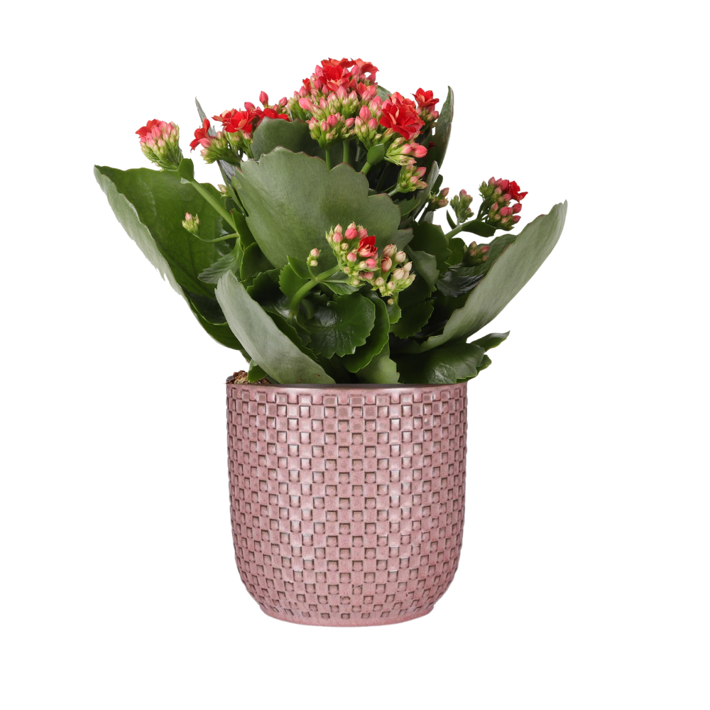 Kalanchoe Rosalina 'Don Justino' - rood - incl. reliëf sierpot roze