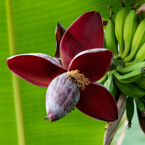 Bananenplant - Musa sikkemensis Red Tiger - Ø12cm - ↕30cm